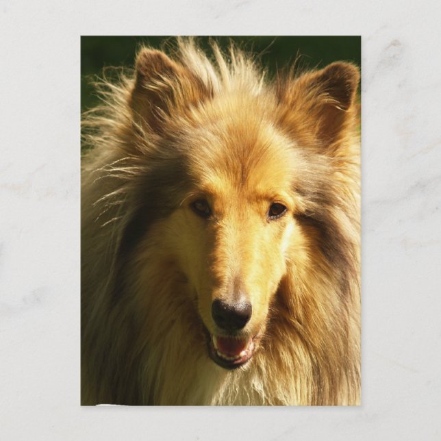 Lassie Collie Postcard (Front)