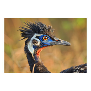 Last Light of the Grasslands – Bengal Florican Photo Print