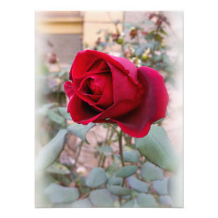 last red rose photo print