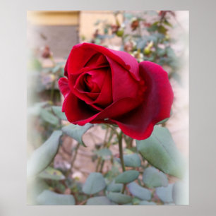 last red rose poster