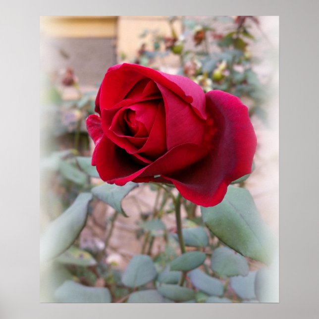 last red rose poster (Front)