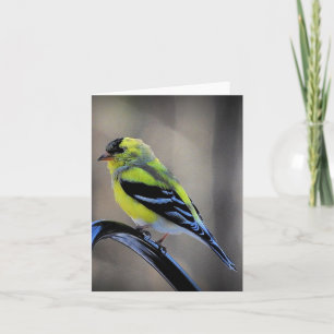 Late afternoon Goldfinch blank inside Card