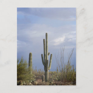Late Afternoon in the Desert Postcard