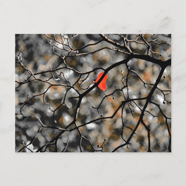 Late Autumn  Postcard (Front)