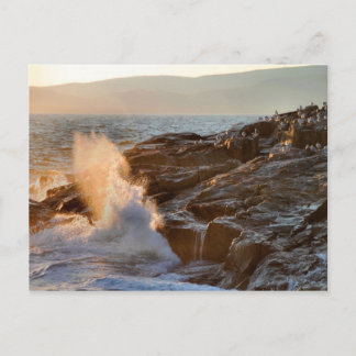 'Late Evening Sun and Surf at Schoodic Point' Postcard