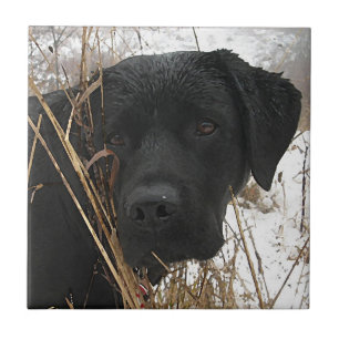 Late Season Hunt - Black Lab - Labrador Tile