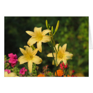 Late Summer Fling - Daylilies