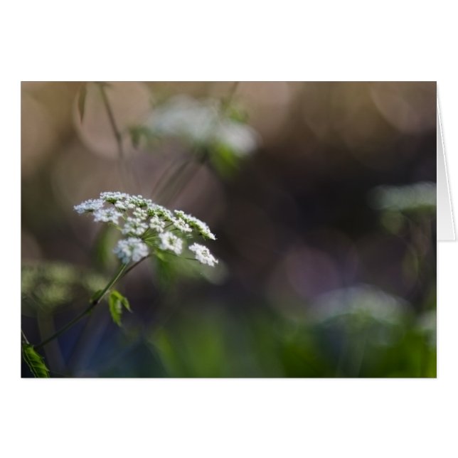 Late Summer Lace (Front Horizontal)