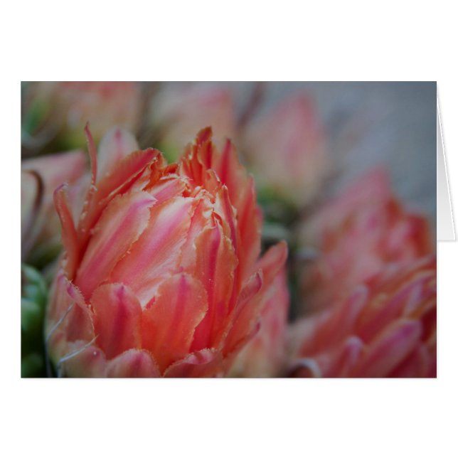 Late Summers bounty (Front Horizontal)