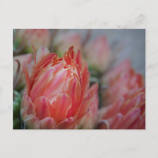 Late Summers bounty Postcard (Front)