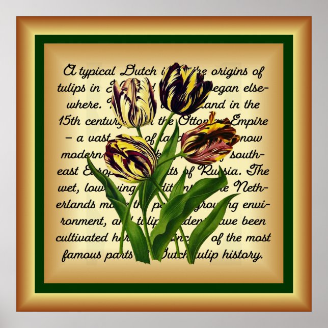 Late Tulips Bizarres ~ Botanical Art Print ~   (Front)