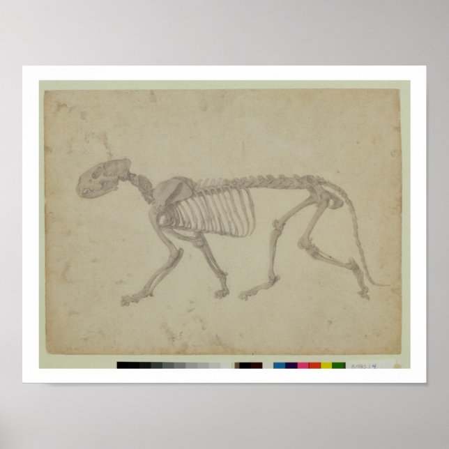 Lateral View of a Tiger Skeleton, finished study f Poster (Front)