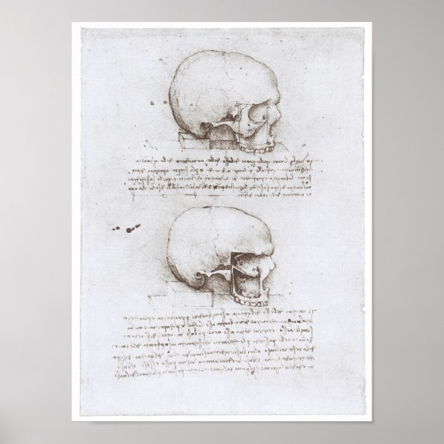 Lateral View of the Skull, Leonardo da Vinci Poster (Front)