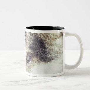 Latin name: Canis Lupus Two-Tone Coffee Mug