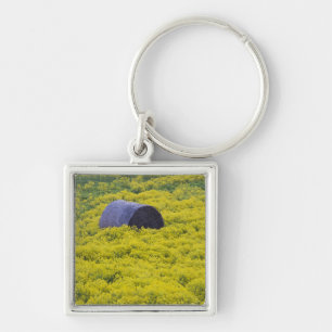 Latvia, Northeastern Latvia, Vidzeme Region, 2 Key Ring