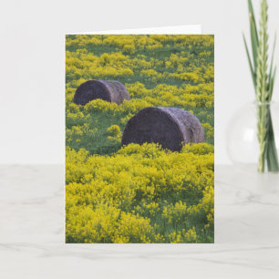 Latvia, Northeastern Latvia, Vidzeme Region, Holiday Card