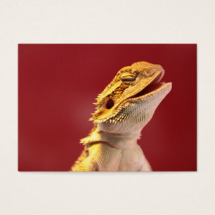 Laughing Bearded Dragon