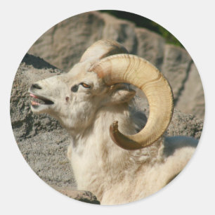 Laughing Bighorn Sheep Classic Round Sticker