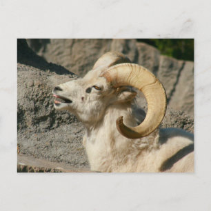 Laughing Bighorn Sheep Postcard
