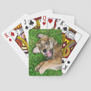 Laughing Dog Berger Picard Puppy, Playing Cards