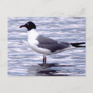 Laughing Gull Postcard