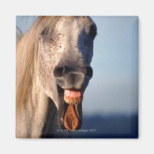 laughing horse magnet
