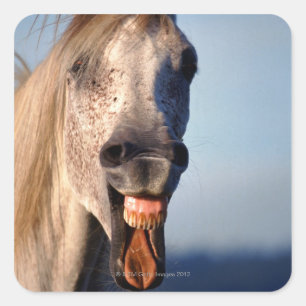 laughing horse square sticker