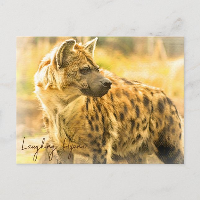 Laughing Hyena Postcard (Front)