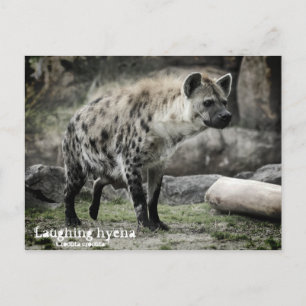 Laughing hyena:Postcard Postcard