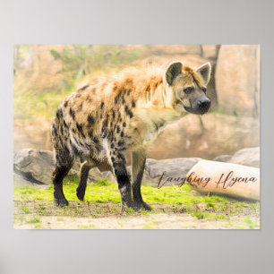 Laughing Hyena Poster