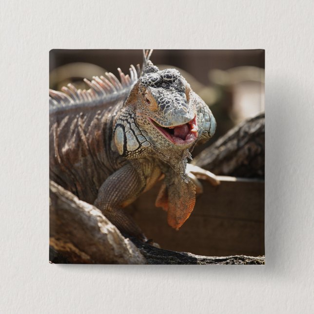 Laughing Iguana Photo 15 Cm Square Badge (Front)