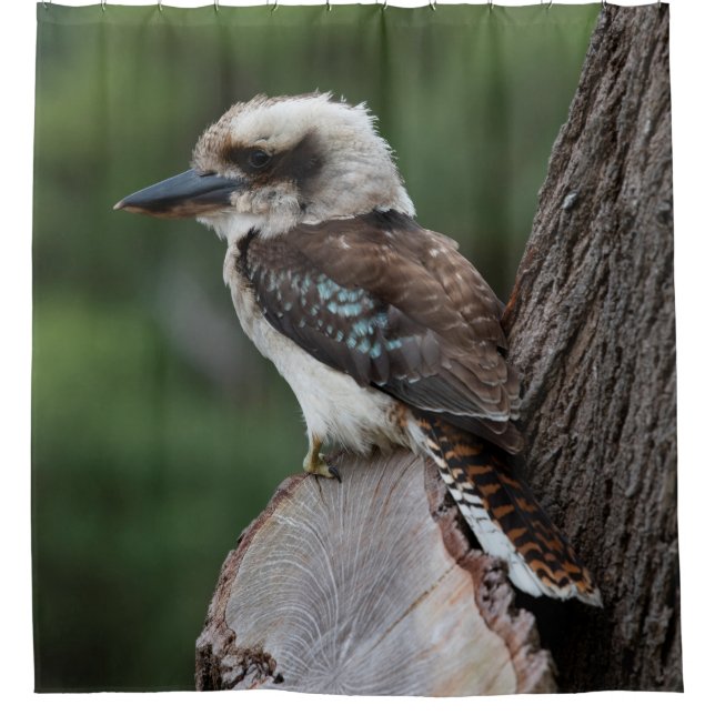 Laughing Kookaburra Bird Animal Tree Shower Curtain (Front)