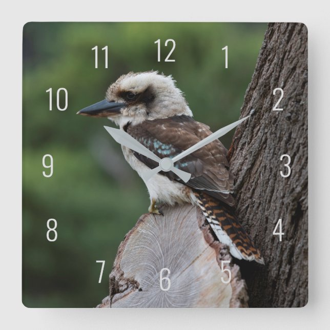Laughing Kookaburra Bird Animal Tree Square Wall Clock (Front)