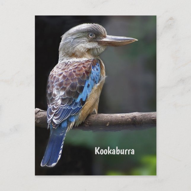 Laughing Kookaburra Bird Postcard (Front)