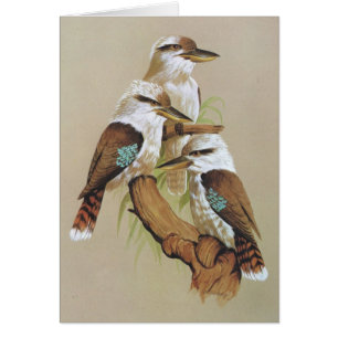 Laughing Kookaburra - Dacelo gigas