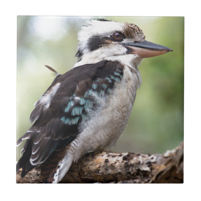 Laughing kookaburra on Fraser Island Australia Ceramic Tile (Front)