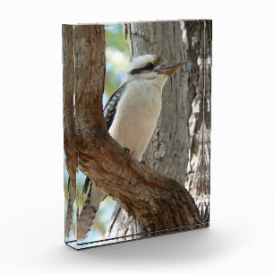 Laughing Kookaburra Perched in Eucalyptus Tree Photo Block