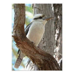 Laughing Kookaburra Perched in Eucalyptus Tree Photo Print