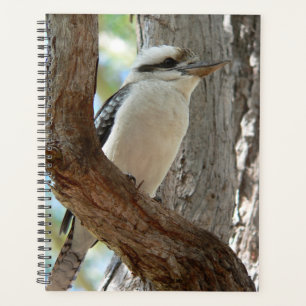 Laughing Kookaburra Perched in Eucalyptus Tree Planner