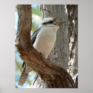 Laughing Kookaburra Perched in Eucalyptus Tree Poster