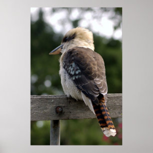 Laughing Kookaburra  Poster