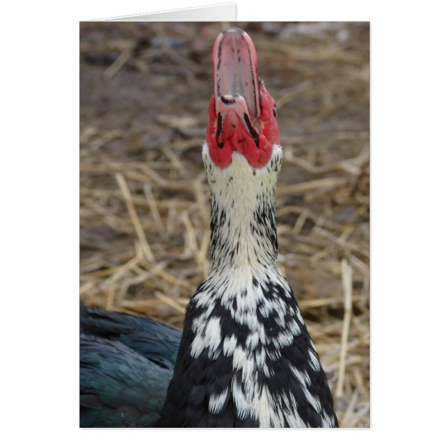 Laughing Muscovy (Front)