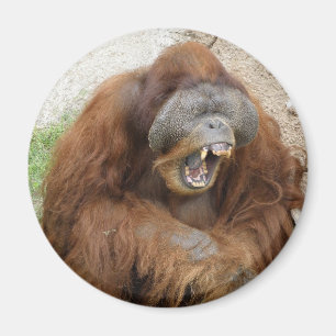 Laughing Orangutan Magnet