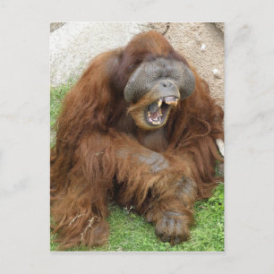 Laughing Orangutan Postcard