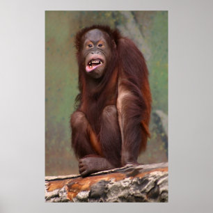Laughing Orangutan Poster
