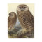 Laughing Owl Vintage Illustration