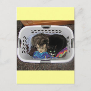 Laundry Basket Kitties Postcard
