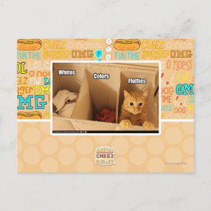 Laundry Cat Postcard