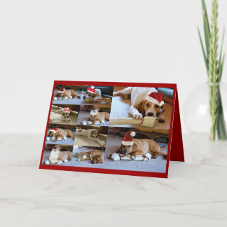 laura dogs holiday card