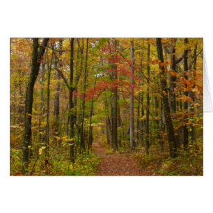 Laurel Hill Trail in Fall